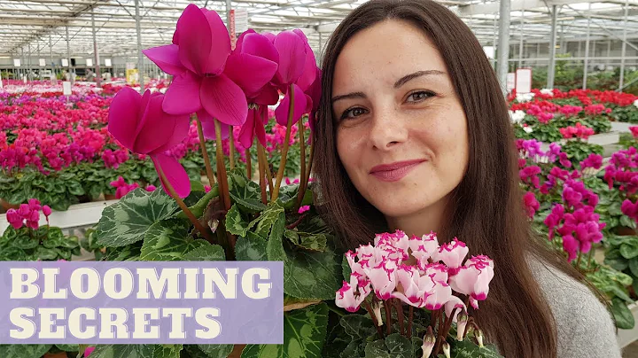 How to Grow CYCLAMEN INDOORS | How To Make Cyclamen Bloom for Many Months - DayDayNews