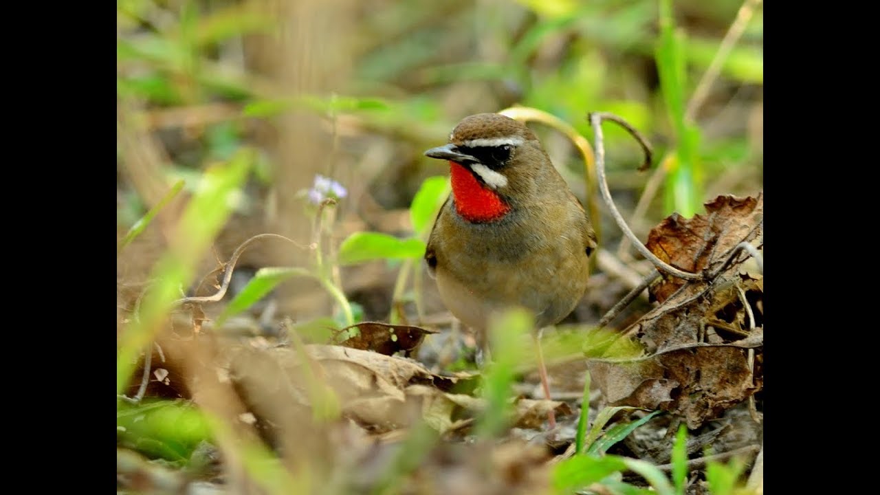 Siberian Rubythroat 
