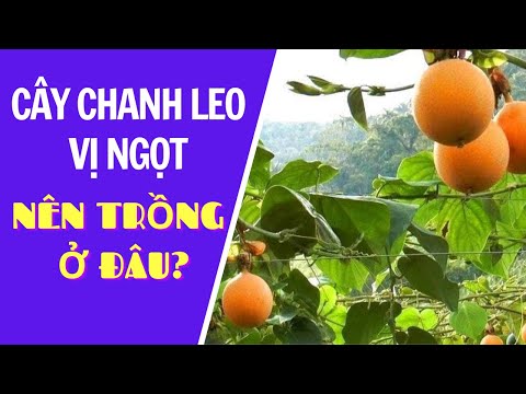 Video: Quả chanh là gì - Thông tin về cách trồng cây chanh leo