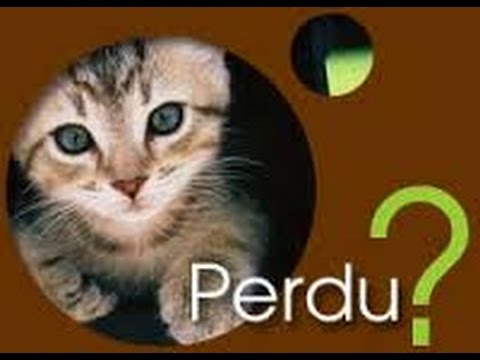 Résultat de recherche d'images pour "photo d'un chat perdu"