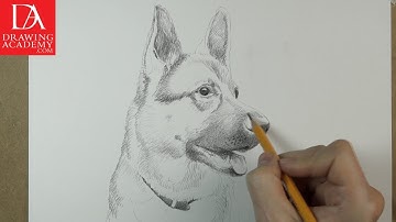 Drawing a Dog presented by Drawing Academy .com 41-2