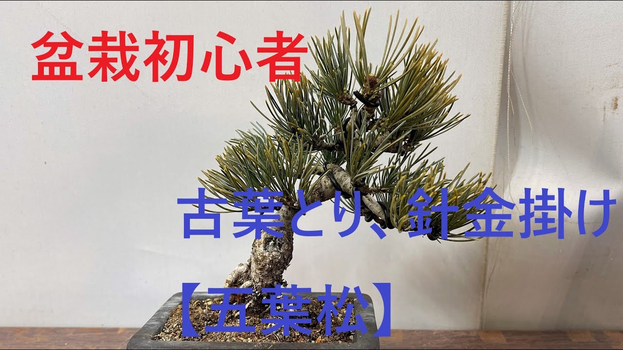 盆栽初心者向け 古葉とり、針金掛け 【五葉松】 - YouTube