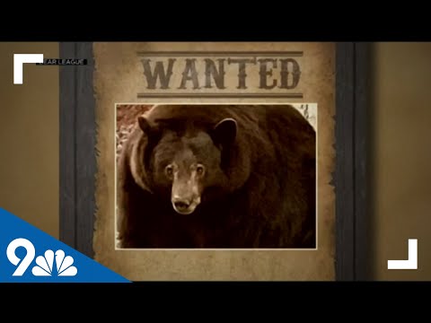 Bear known as 'Hank the Tank' breaks into California homes