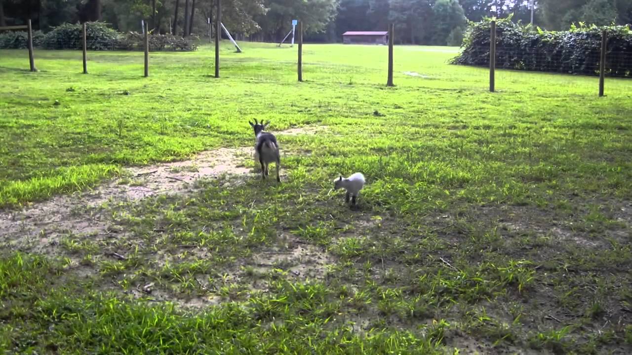 camera iphone 8 plus apk Baby Goat @ UniTty Farm, NC