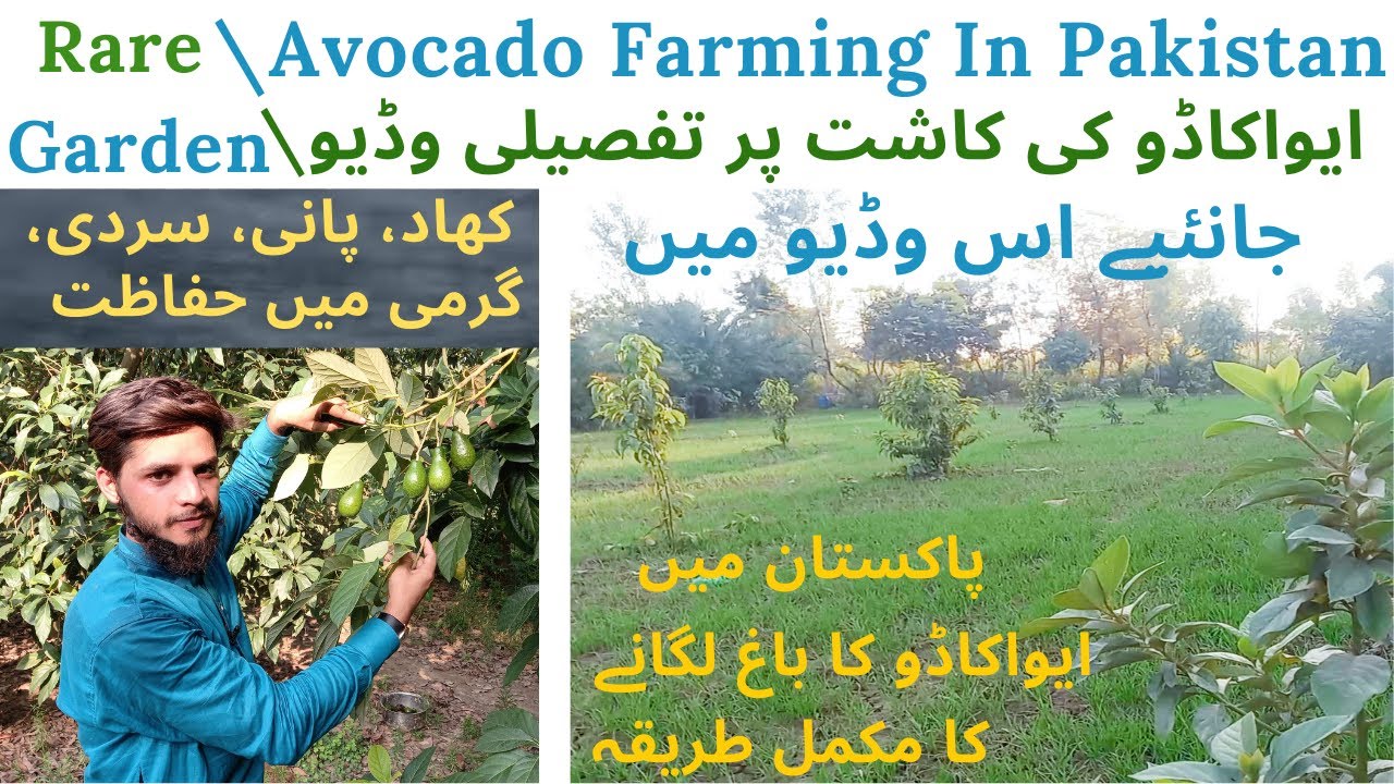 All About Avocado Farming In Pakistan All Information In One Video