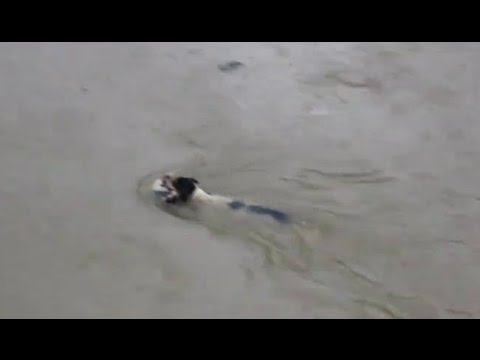 The Street Dog Save Her Puppies in Chennai Flood