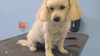 How to Shave Down a Small Breed Dog  DoItYourself Dog Grooming