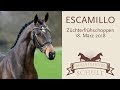 Escamillo Hengst v. Escolar - Rohdiamant