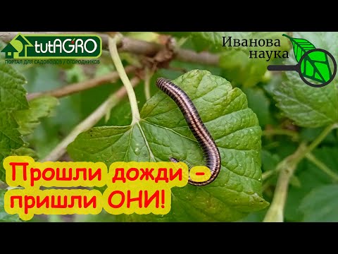 ПРОШЛИ ДОЖДИ - ПРИШЛИ СЛИЗНИ ДА КИВСЯКИ. Сделайте такую обработку и вредители не разгуляются.