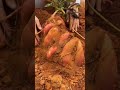 Digging Sweet Potato Is Never A Boring Thing Satisfying Shortsvideo Digging Sweet Potato Is Never A Boring Thing Satisfying Shortsvideo