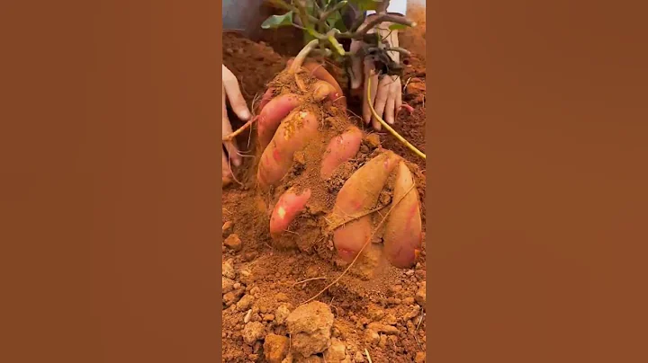 Digging Sweet Potato Is Never A Boring Thing #satisfying #shortsvideo - DayDayNews