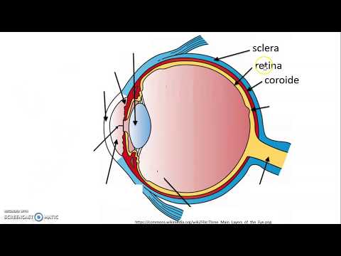 Video: Cosa si intende per iride?