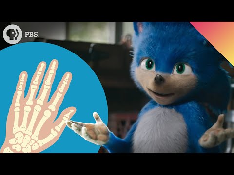 "Sonic Hedgehog Gene" - Why You Have Thumbs And Not Fins