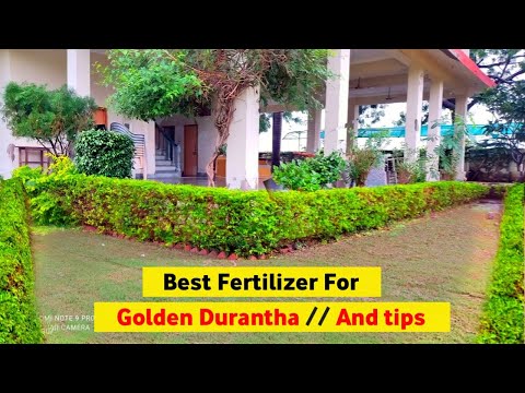 Best fertilizer for golden Durantha ||🔴 गोल्डन दुरंता के लिए सबसे अच्छा खाद.🌿