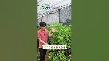 BẤT NGỜ! Cây Cóc Thái Ra Hoa Chi Chít Sau Vài Bước Đơn Giản