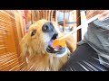 お店の美味しいご飯に舌鼓を打つわんにゃんが本当食いしん坊w