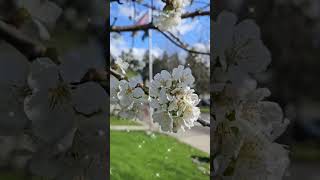 Spring 2024 Flowers At Pierce College Fort Steilacoom