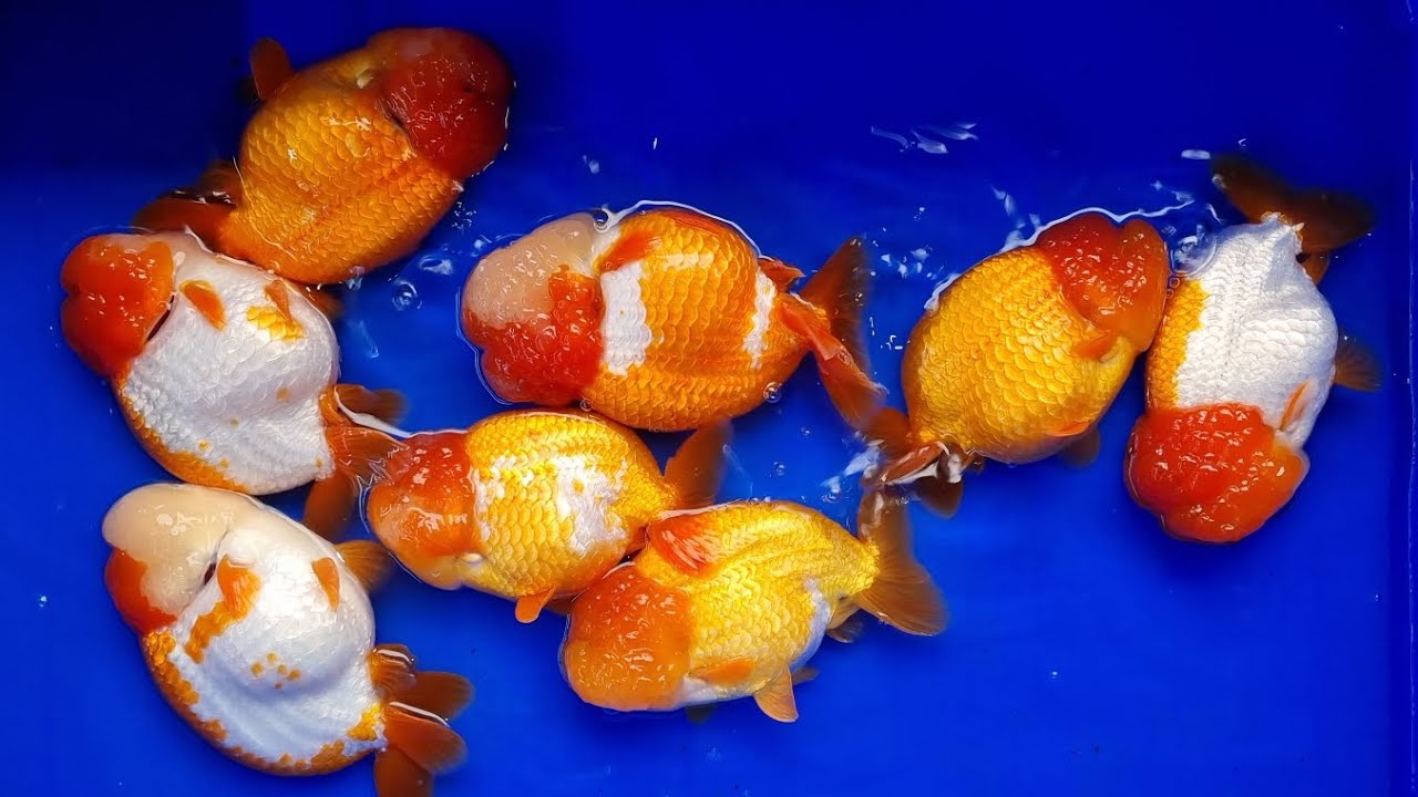 Cá Vàng Giống - Ranchu size to đầu xù mặt bự - YouTube