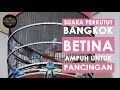 Suara Perkutut Bangkok Betina Ampuh Untuk Pancingan Pejantan