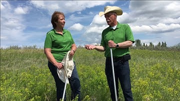 Invasive Plant Bio-Control