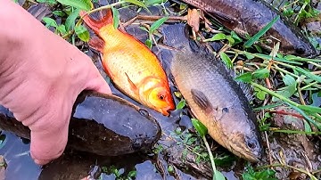 Bắt Cá Chép, Cá Trê, Cá Rô Đồng, Cá Sộp Và Các Loại Cá Nước Ngọt Quen Thuộc