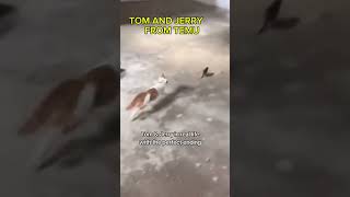 CHASE ME PLEASE🤣🤣
