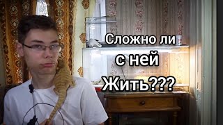 Содержание бородатой агамы|Сложно жить с бородатой агамой |