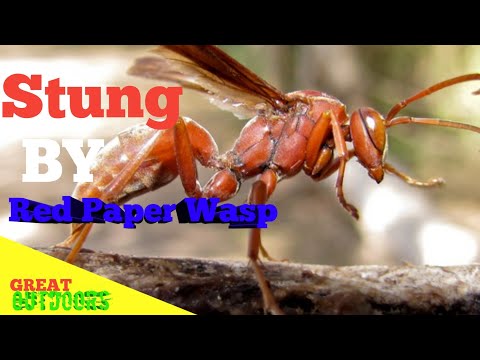 Stung by red paper wasp (Polistes Carolina)