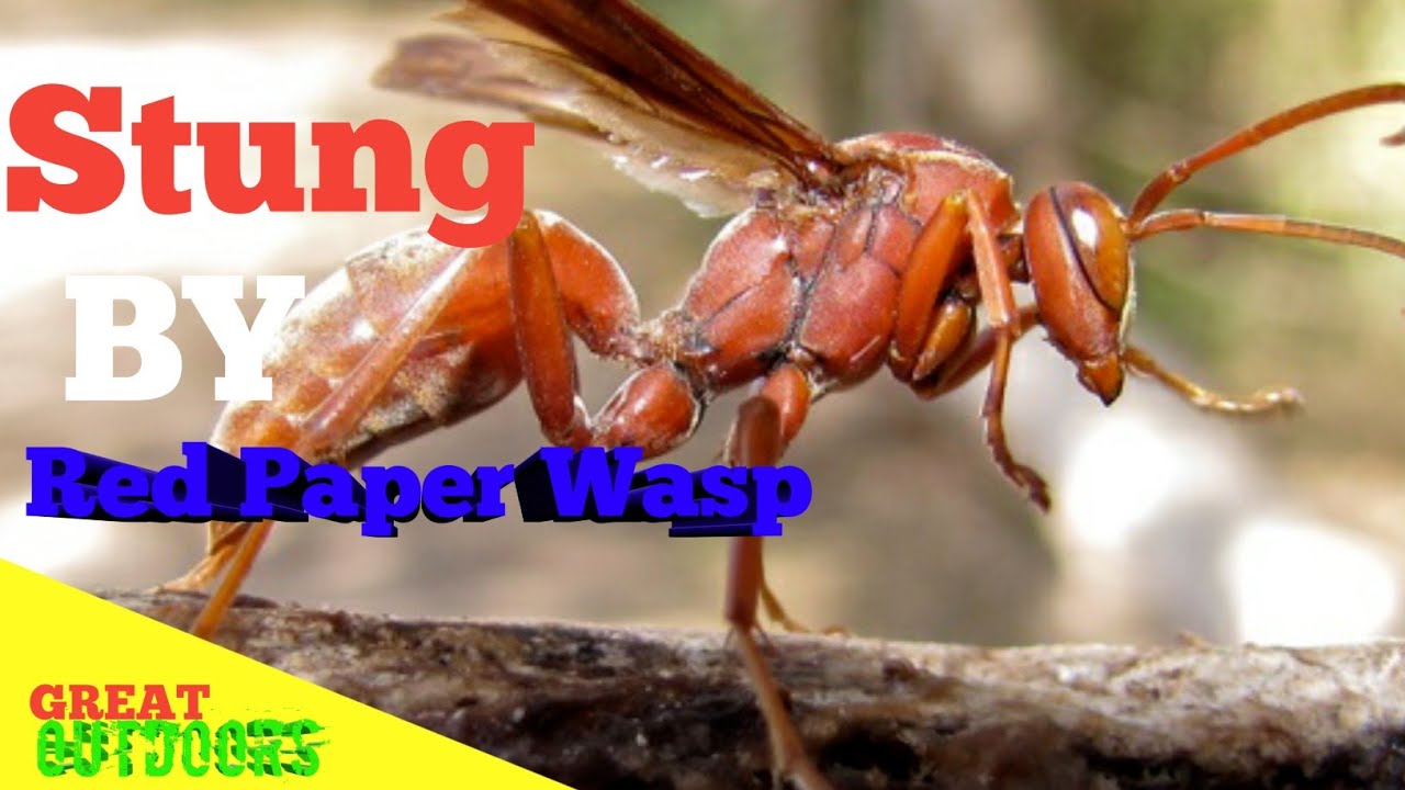 Patent Ithaca dans Stung by red paper wasp (Polistes Carolina) - YouTube