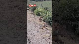 save animals #bajuban #animalshorts #minivlog #trendingreels #hindudeity #saveanimals #shortvideo