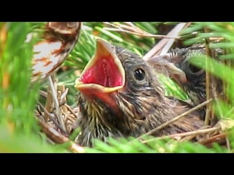 Baby Song Sparrows In Nest Youtube