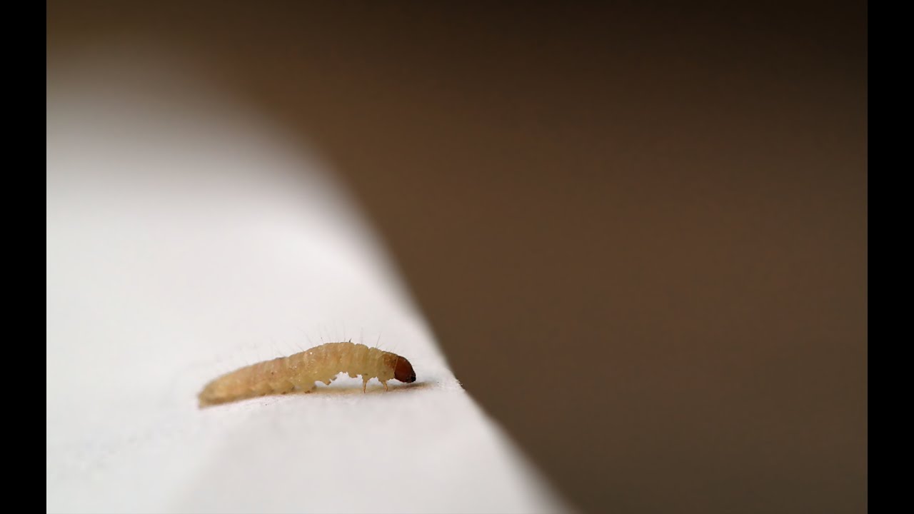 DIY : comment se débarrasser naturellement des mites ? • Plumetis Magazine