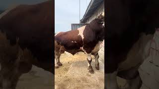 Sapi Jantan Simmental Besar 🥩🐄😱 #simmental #peternakanbanteng #banteng #peternakansapi #sapi #celanapendek #simental #bantengbesar #fyp