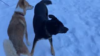 Jindo Dog and Friend Play In Snow
