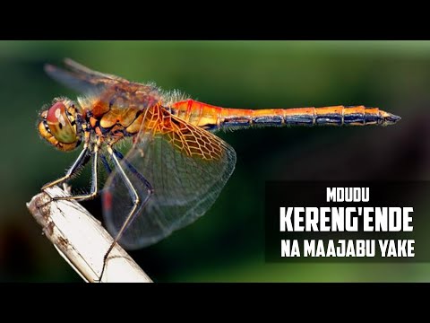 MDUDU KERENG'NDE NA MAAJABU YAKE