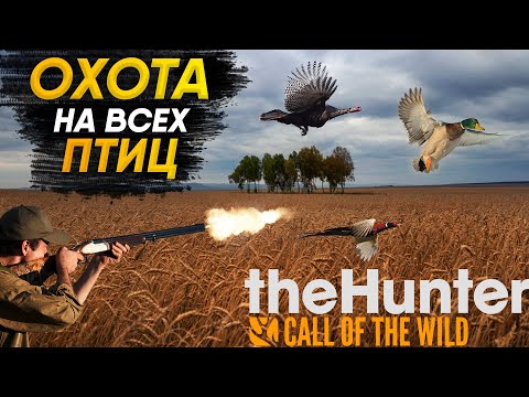 Видео: The Hunter Call of the Wild 🦃 | Охота на ВСЕХ ПТИЦ