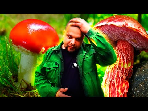 Какие грибы можно собирать летом, и можно ли их есть