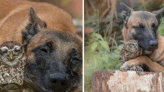 Tiny owl needs protection, becomes best friends with giant German Shepherd to look after himyoutube