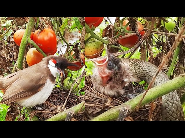 Mother Bird Cry in Front of Empty Nest as Snake CHEWED UP baby birds Alive ||| Baby bird eaten up class=