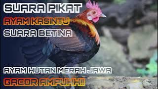 Suara Pikat Ayam Hutan Merah Jawa, BEKIKUK/KASINTU. Suara betina dan jantan GACOR . TERBARU  AMPUH‼️