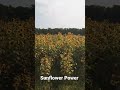 Sunflower Views