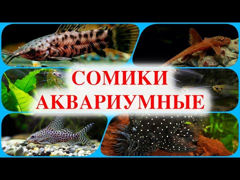 Сомики аквариумные виды