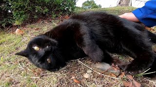 公園で人懐っこい黒猫をモフモフする