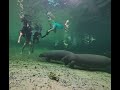 Manatees at Blue Springs