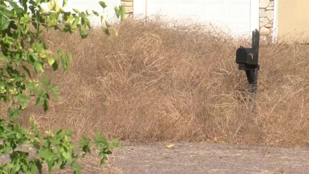 VIDEO] Colorado neighborhood buried by thousands of tumbleweeds