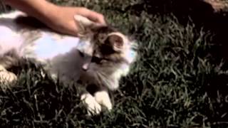 Watch It's a Cat's Life Trailer