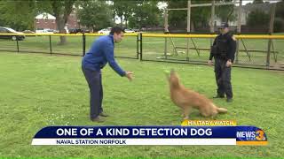 Meet Bud: The Navy`s only golden retriever working dog