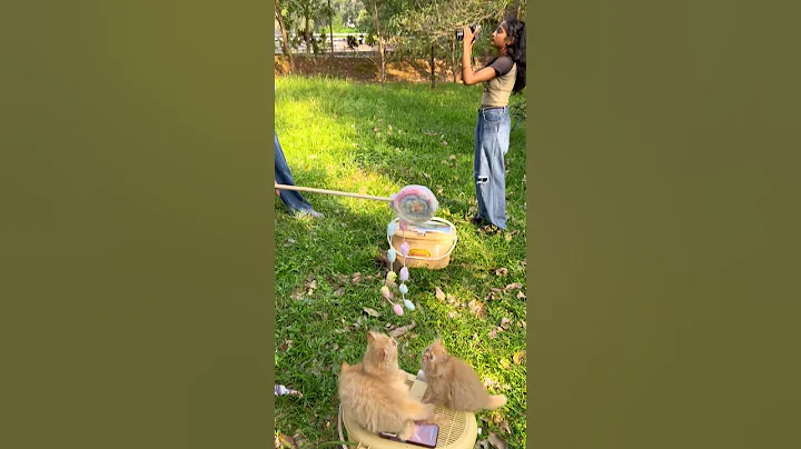 Video 11511241: doll face persian cat, cute kitten