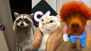 Funny animals 2021 compilation