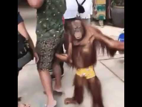 شوف القرد بيعمل أيه